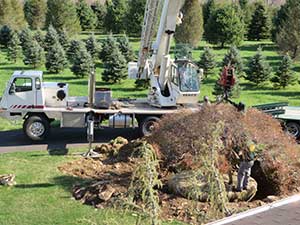 Large tree relocation requires specialty equipment and know-how.