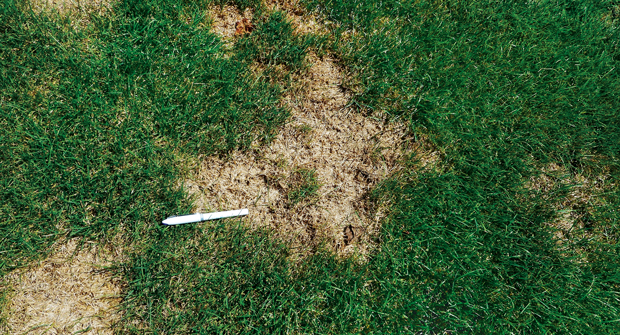 Experts say that when turf displays visible symptoms of summer patch, the damage is unfortunately already done. (Photo: PBI-Gordon Corp.)