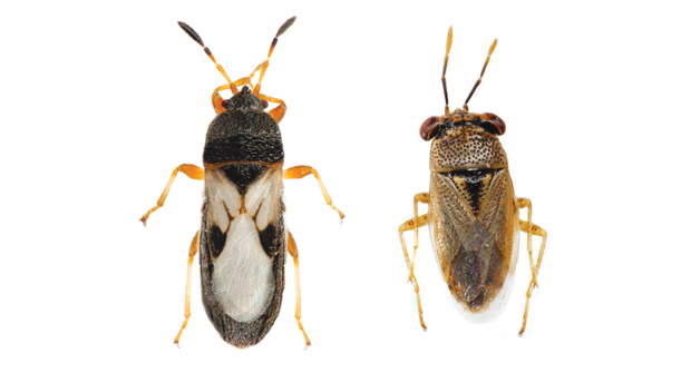 Without bias Chinch bugs (often mistaken for big-eye bugs as seen on the right) are equal-opportunity turfgrass attackers, targeting both cool- and warm-season grasses. (Photo: North Carolina State University)